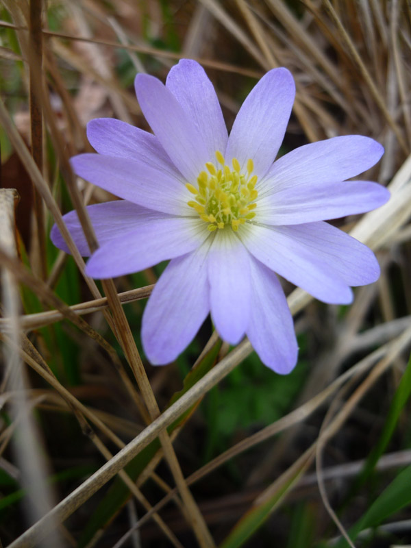 Anemone blanda: endemico di Balcani